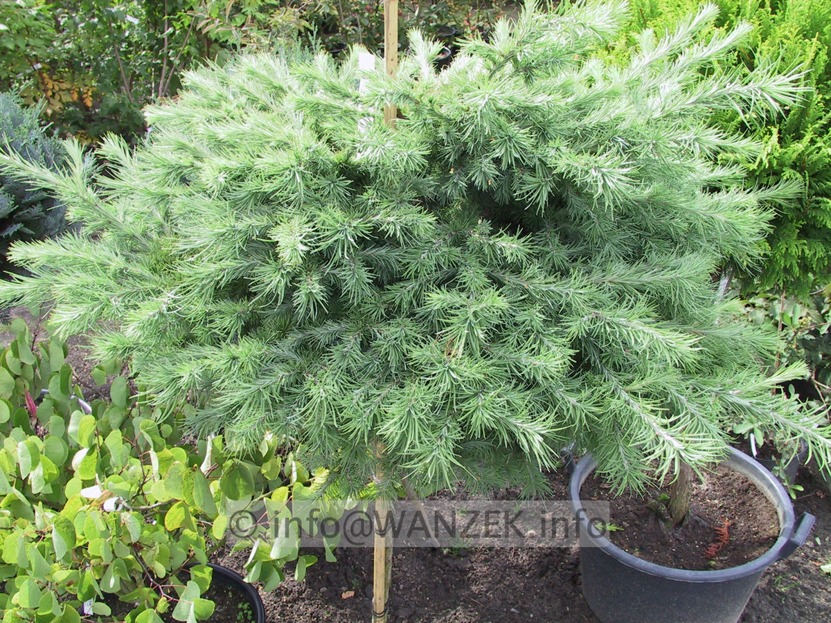 Larix kaempferi Blue Dwarf.jpg
